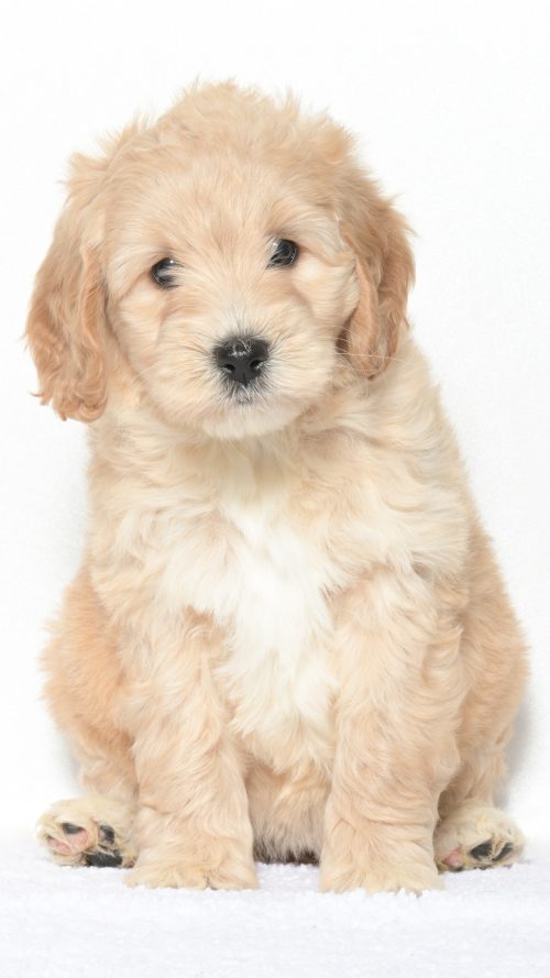 Cartier – Female #6