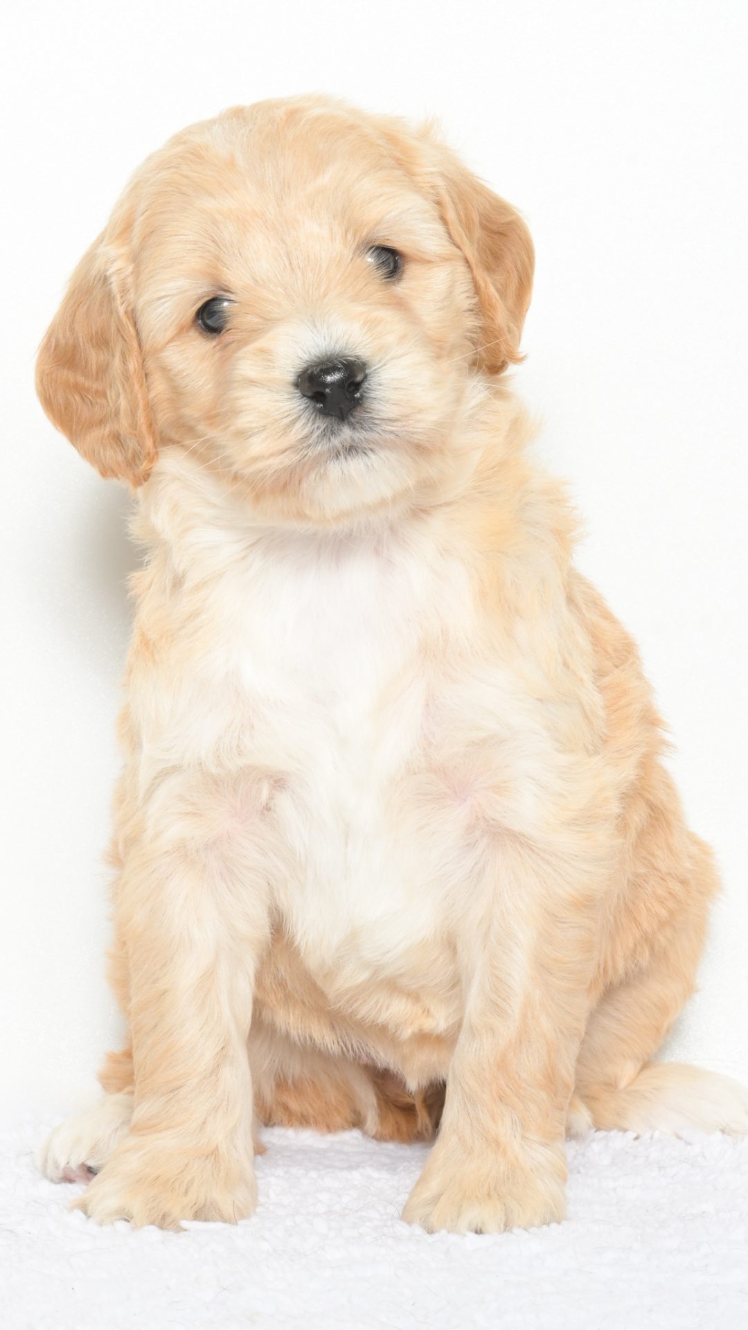 Cartier – Female #6