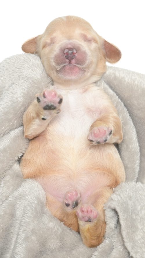 Cartier – Female #6