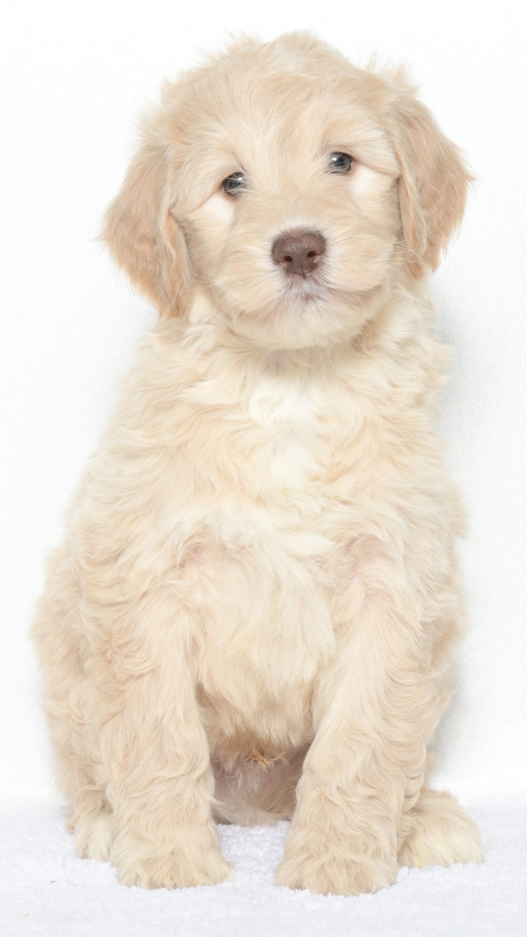 Cartier – Male #1