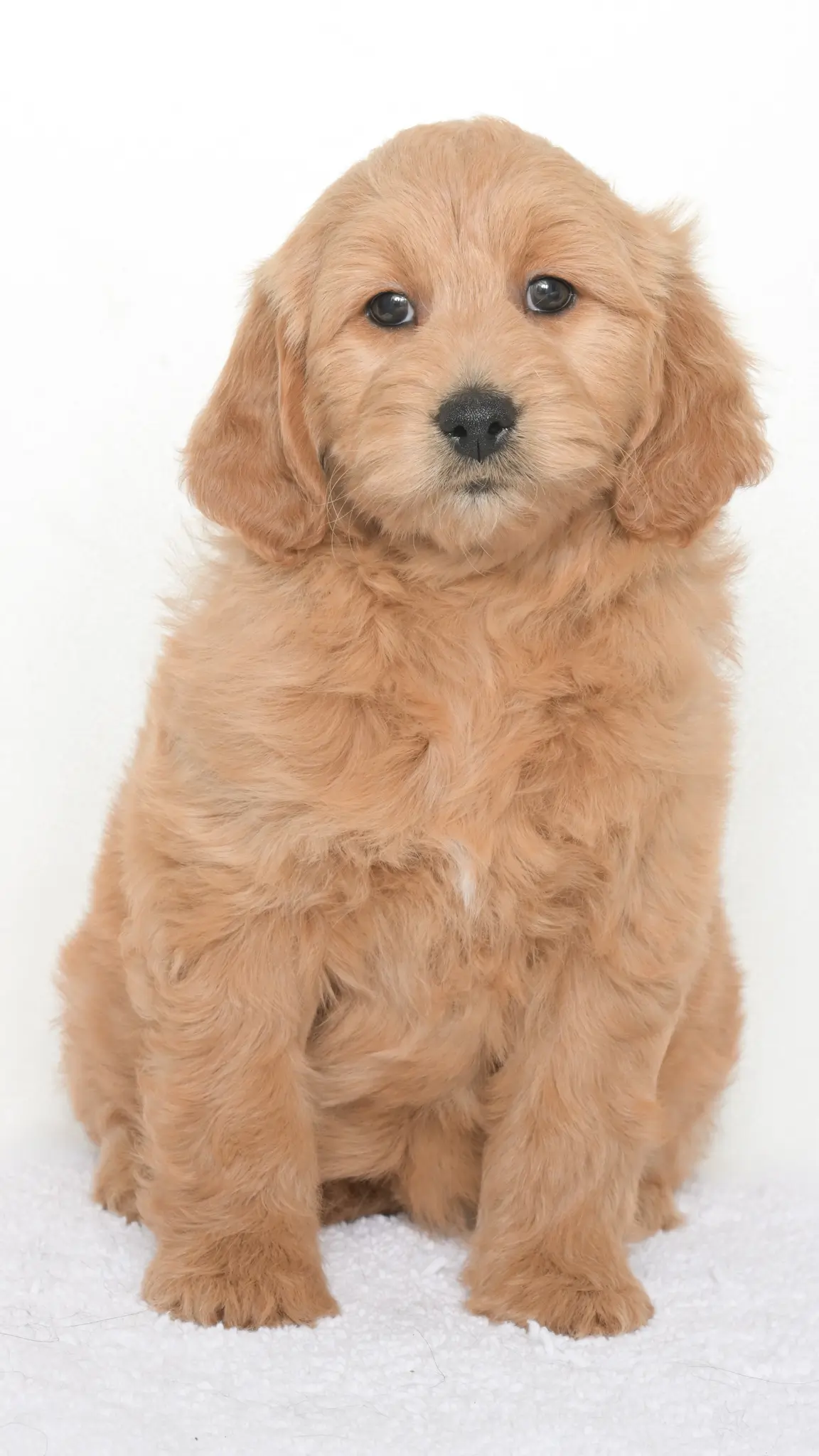 Daenerys – Female #2