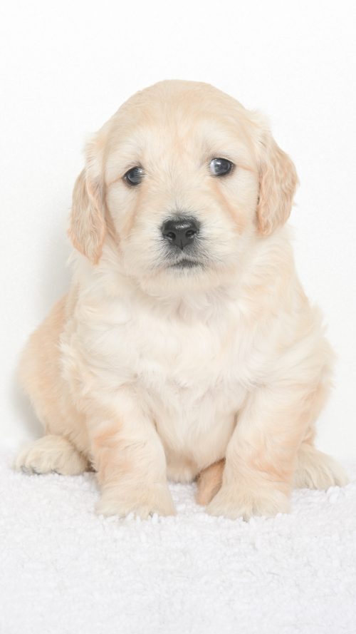 Daenerys – Female #3