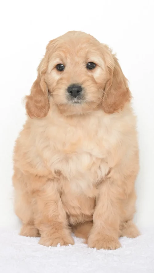 Daenerys – Female #4