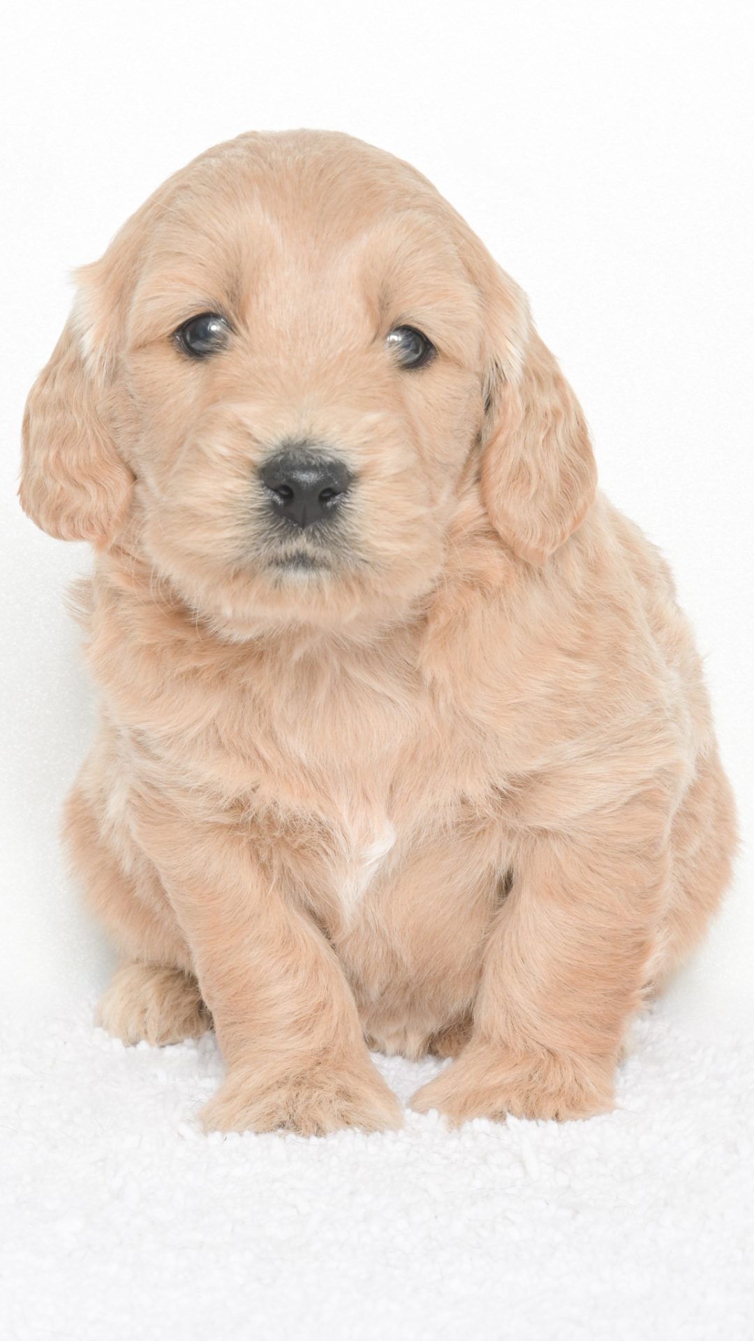 Daenerys – Female #1