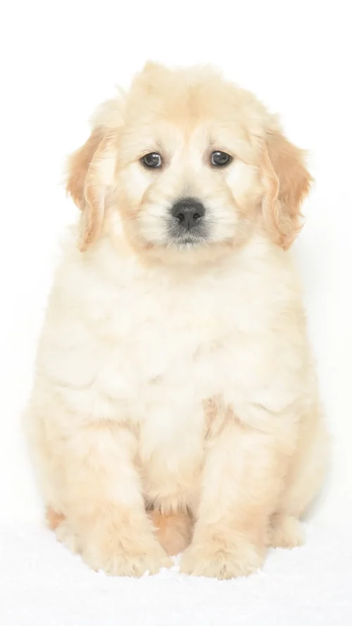 Daenerys – Female #3