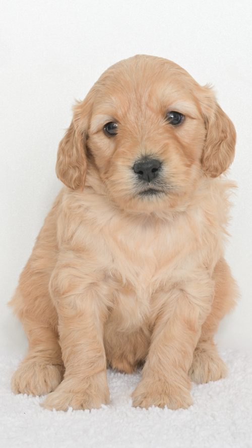 Daenerys – Female #4