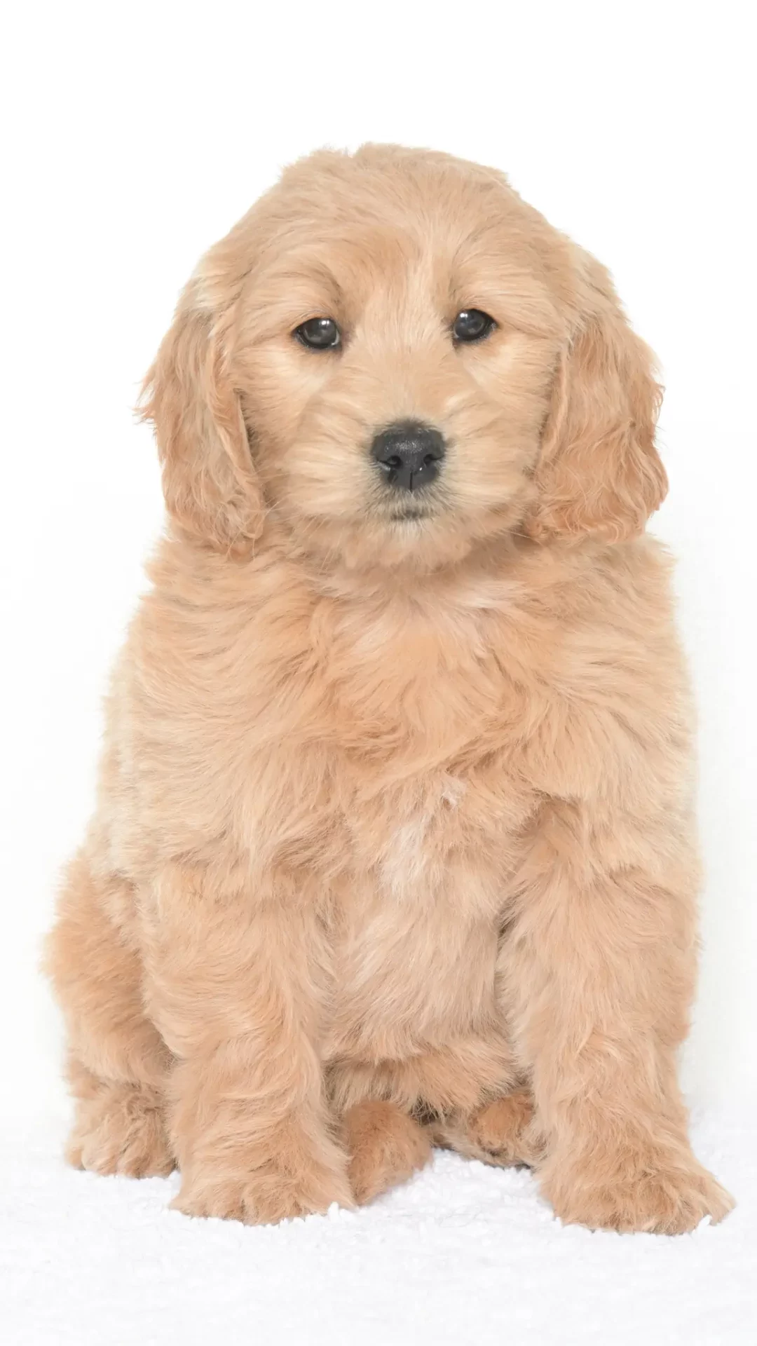 Daenerys – Female #1