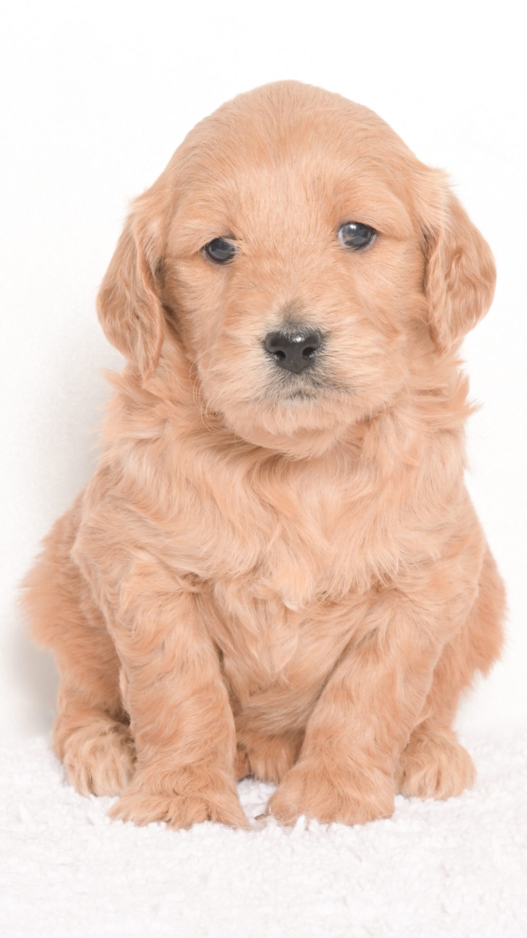 Daenerys – Female #2