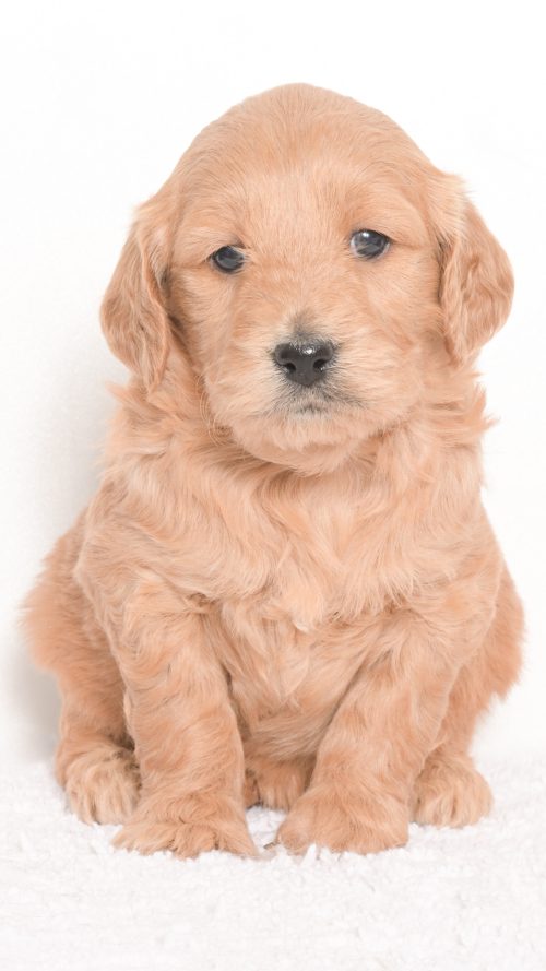 Daenerys – Female #2