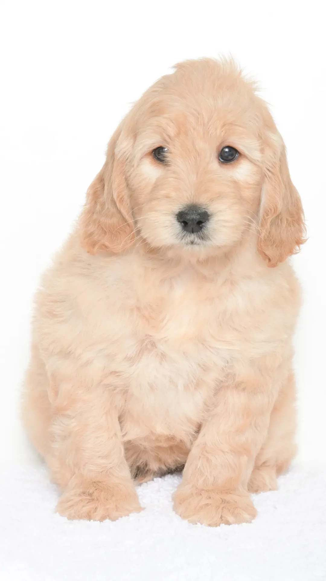 Daenerys – Male #1