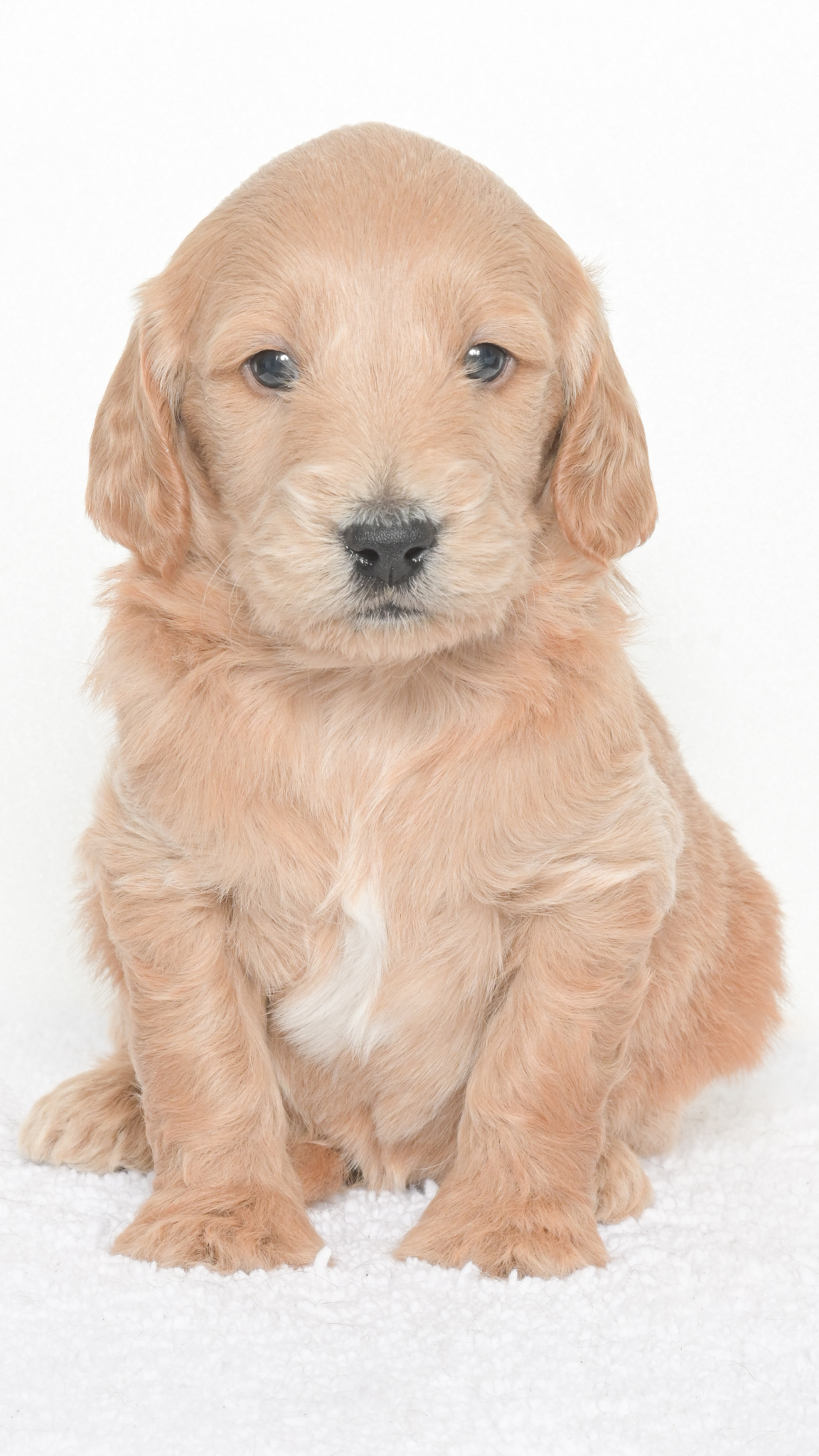 Daenerys – Male #3