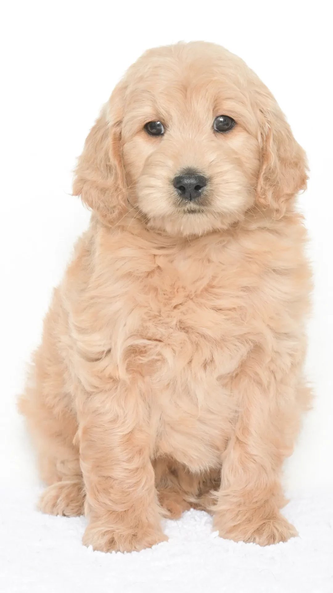 Daenerys – Male #2