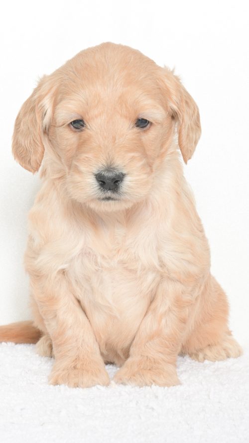 Daenerys – Male #1