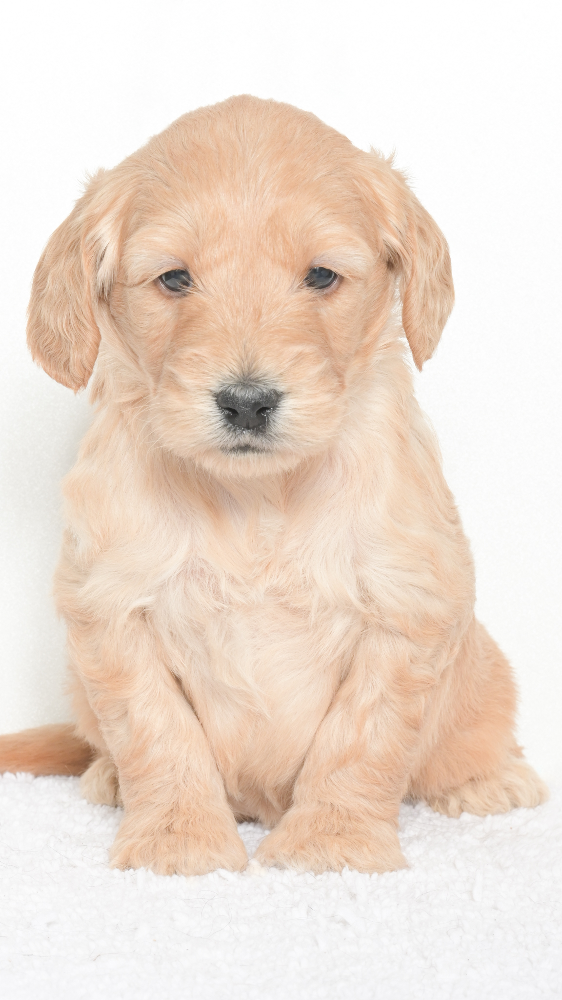 Daenerys – Male #1