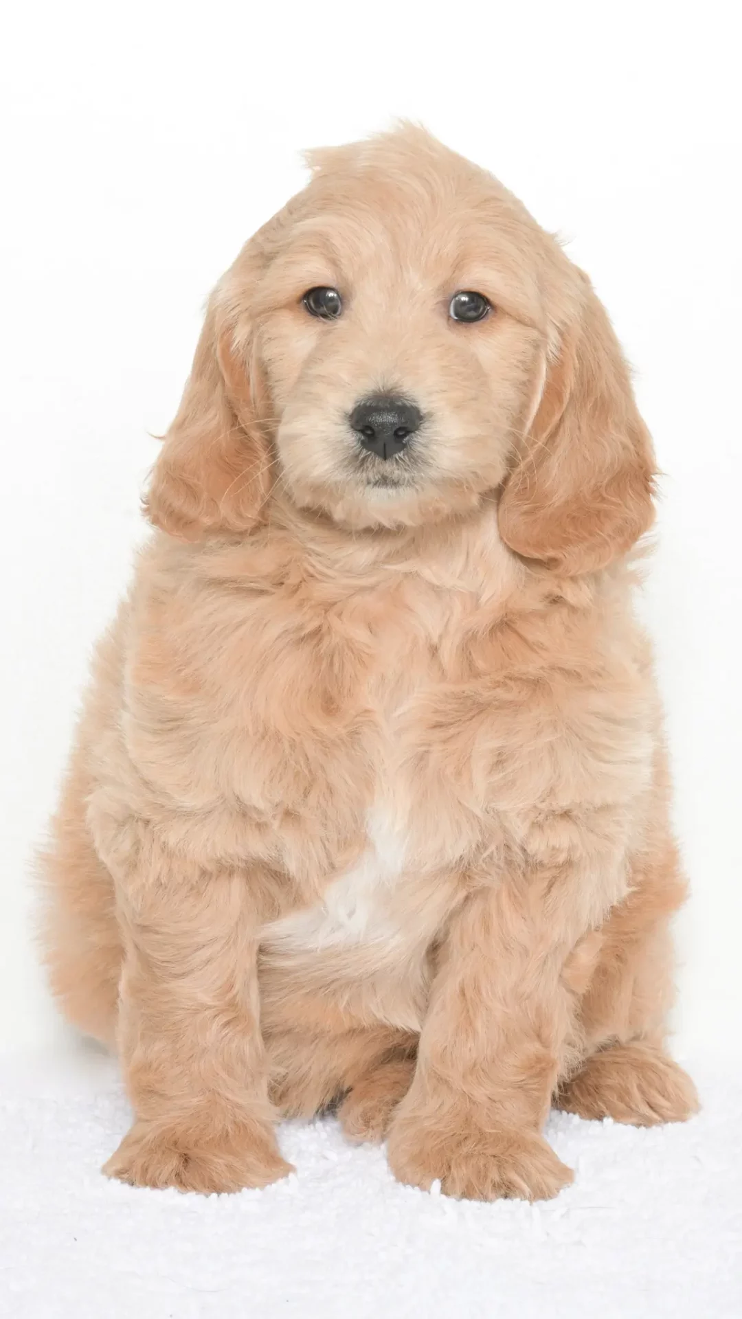 Daenerys – Male #3