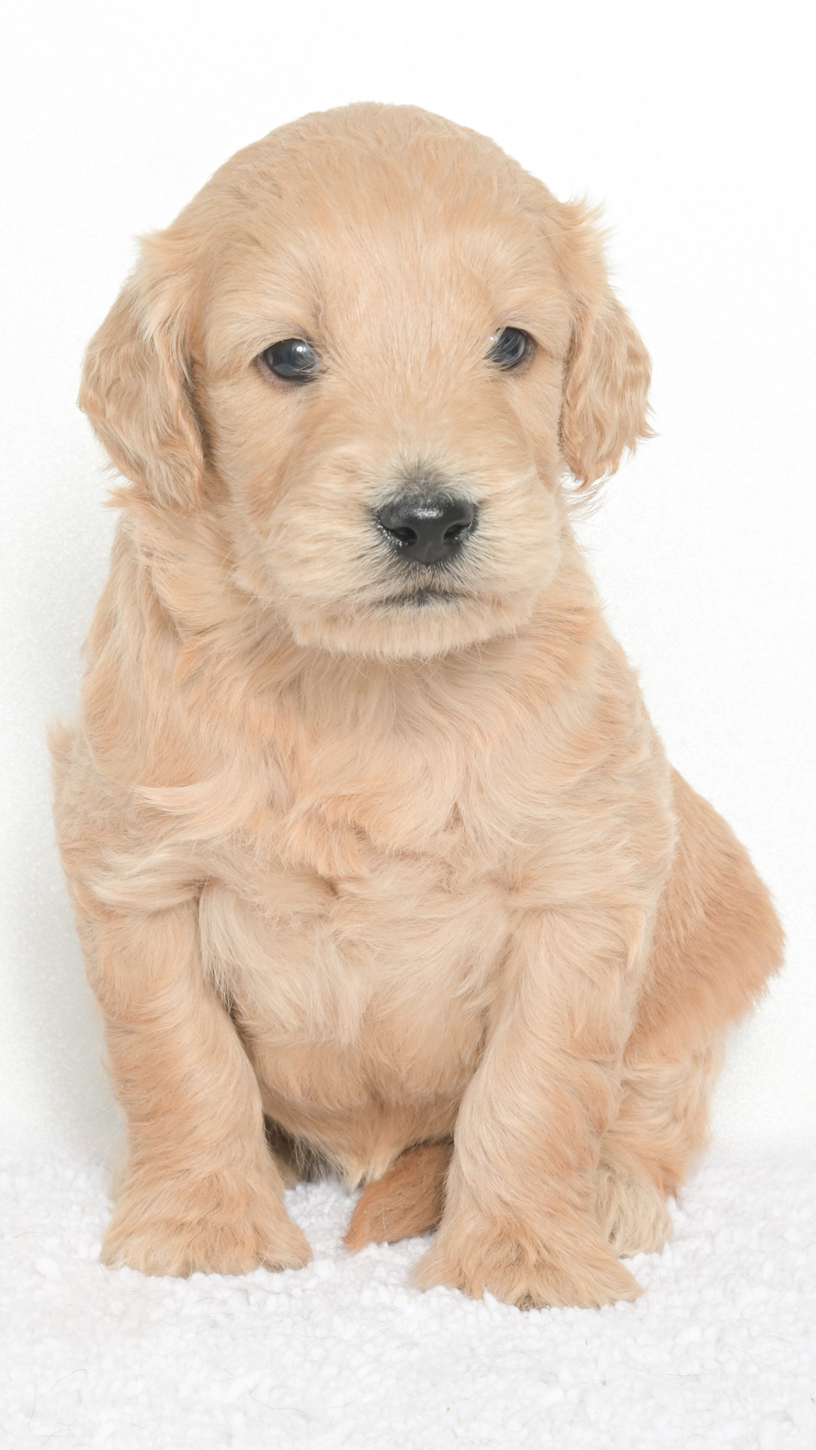 Daenerys – Male #2