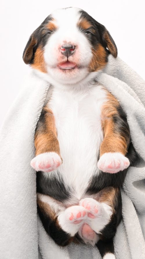 Delilah – Female #2