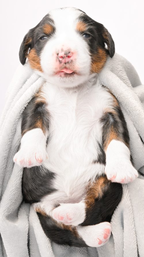 Delilah – Female #3