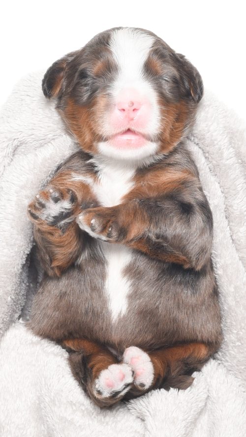 Dempsy – Male #1