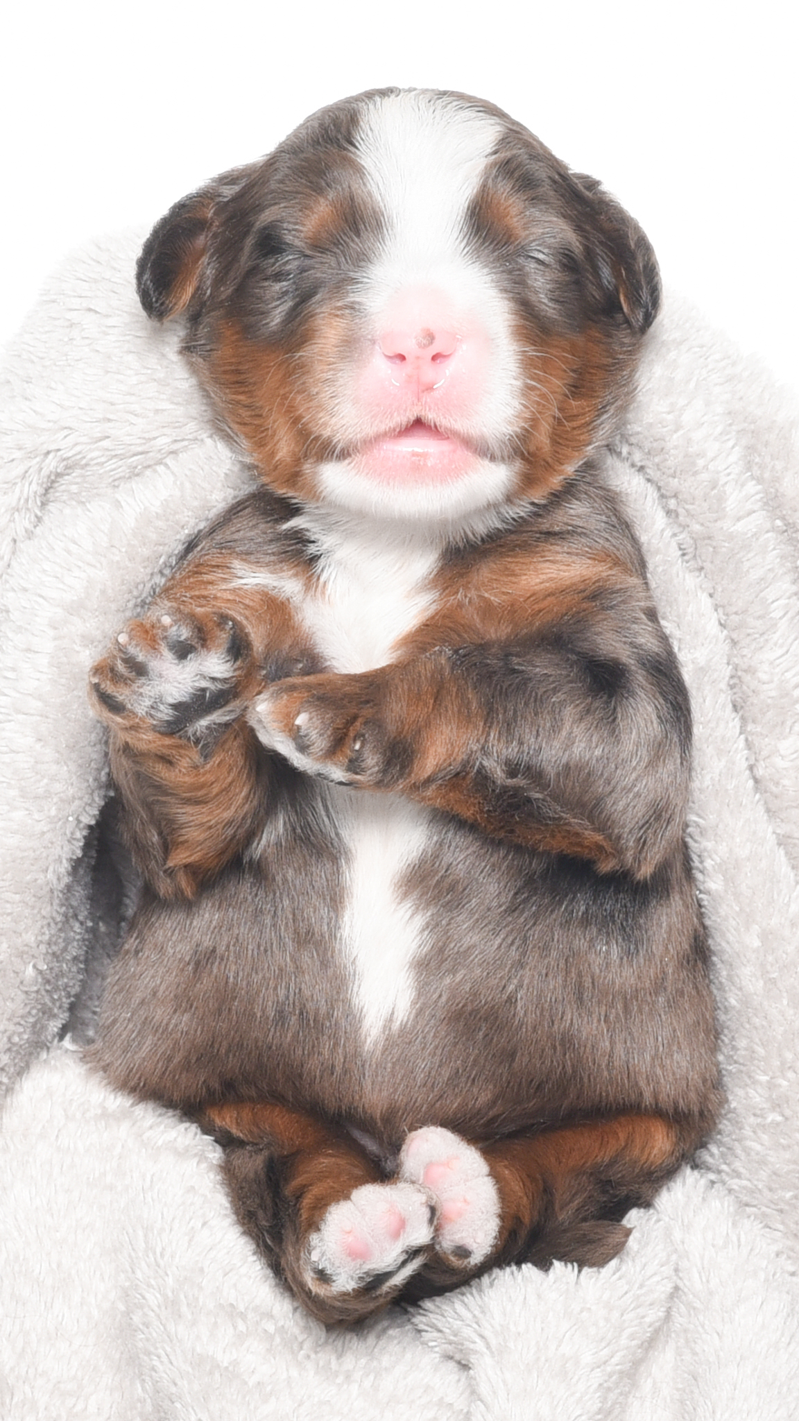Dempsy – Male #1