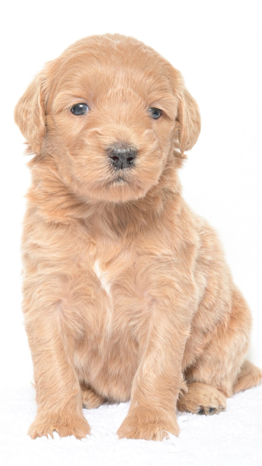 Henley – Female #2