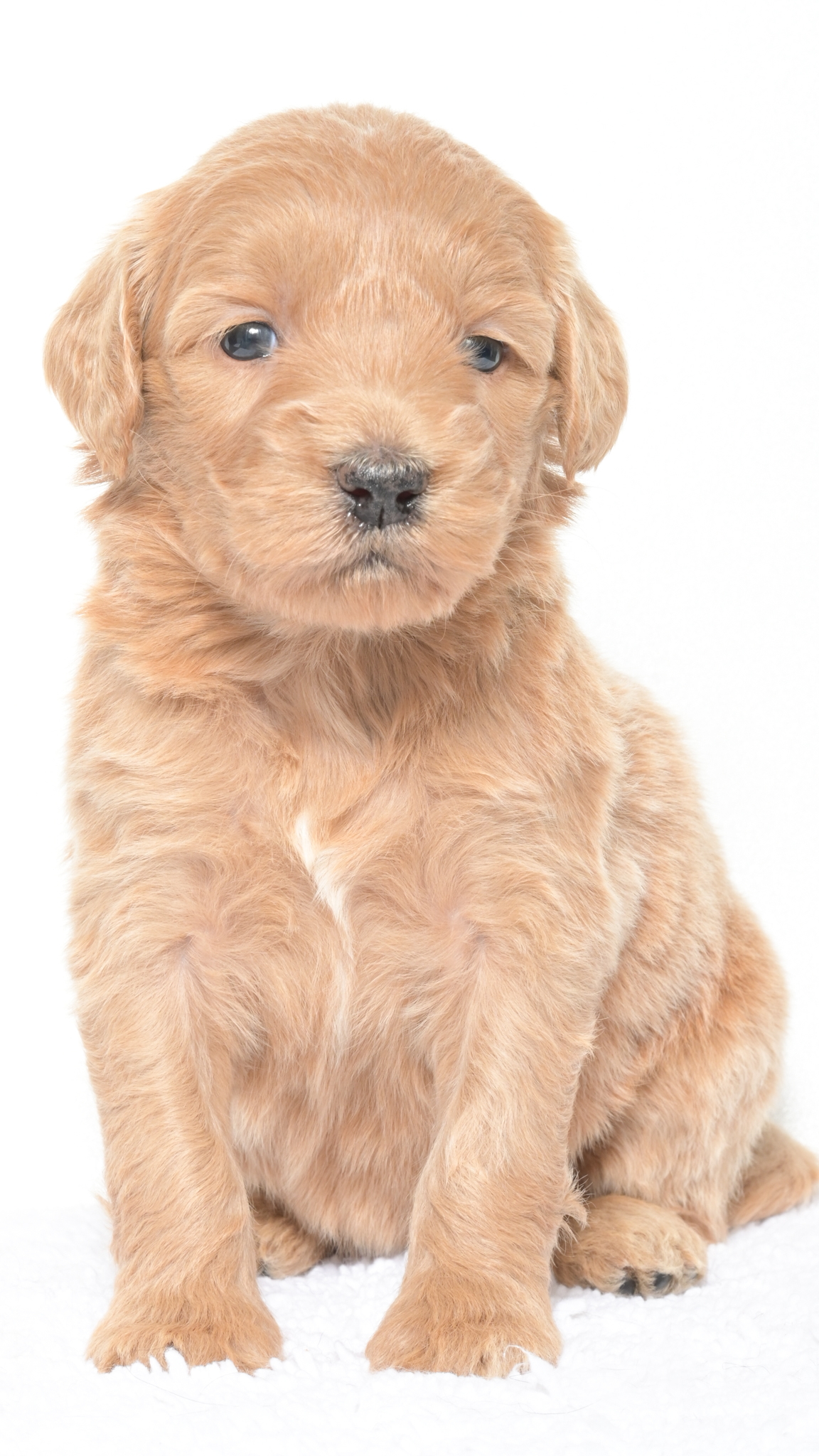 Henley – Female #2