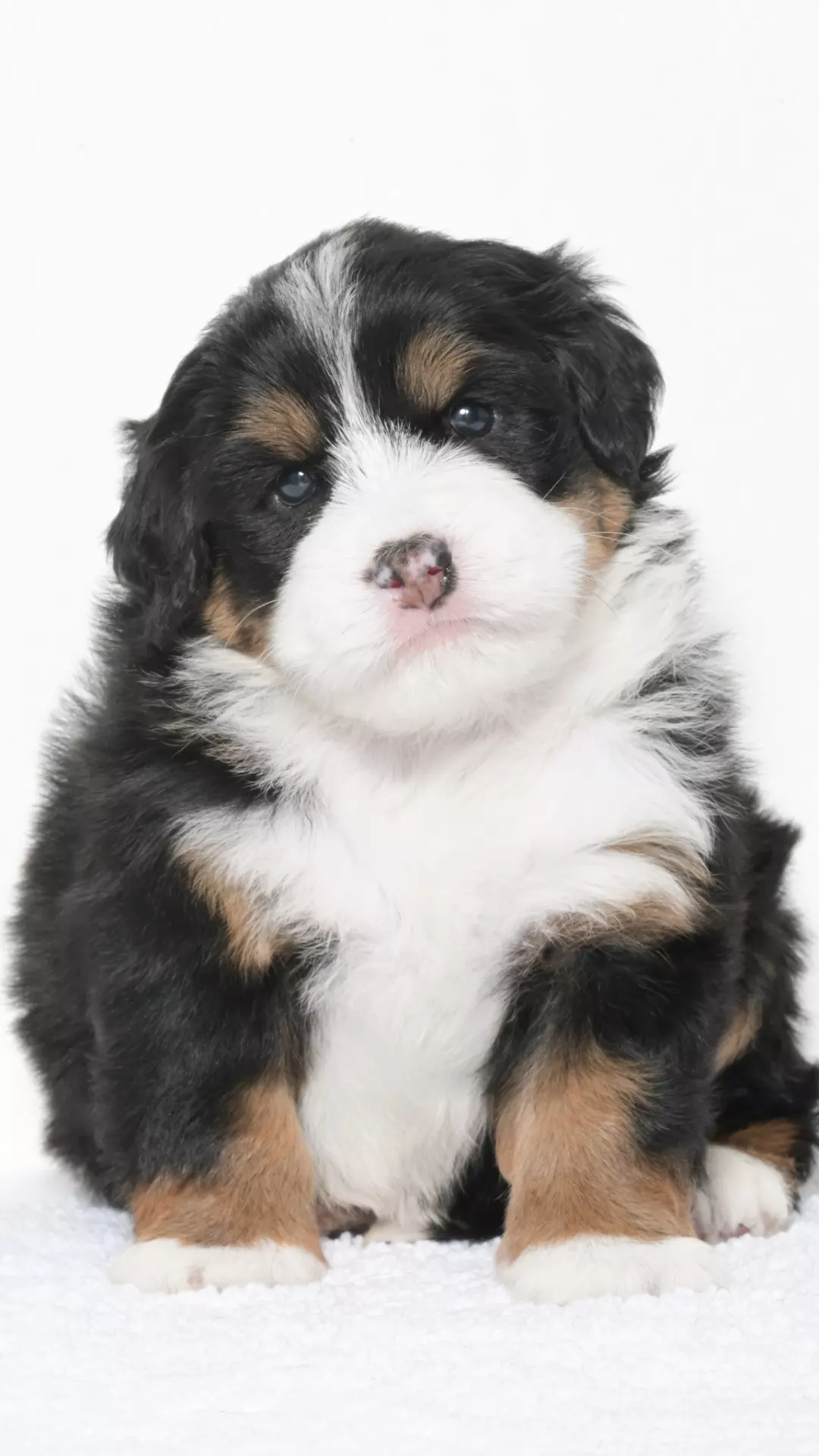 Greta – Female #2