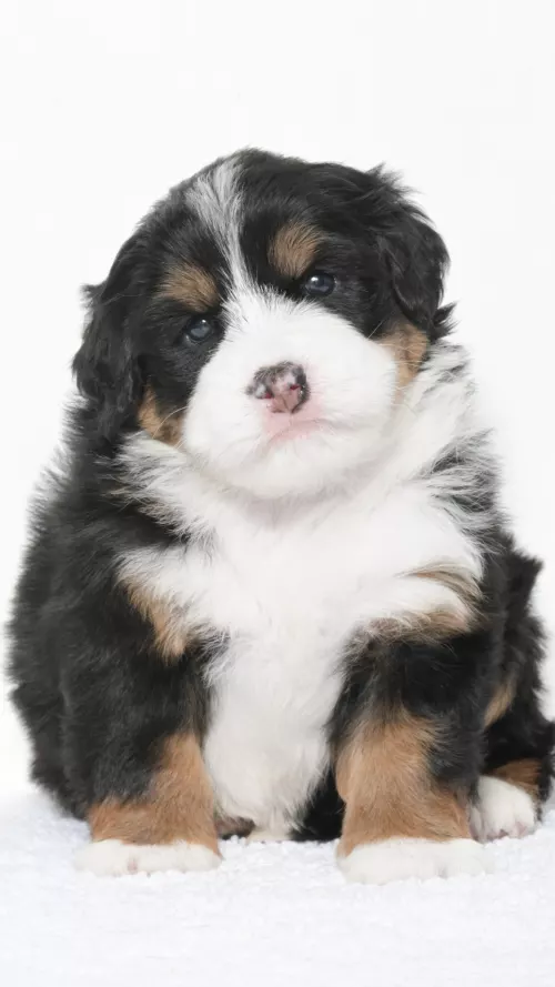 Greta – Female #2