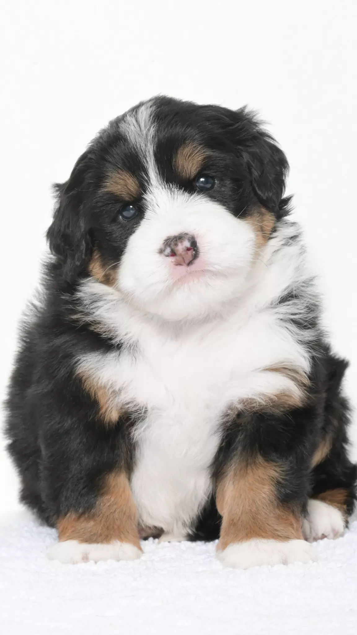 Greta – Female #2