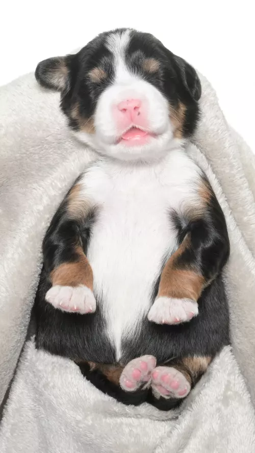 Greta – Female #2