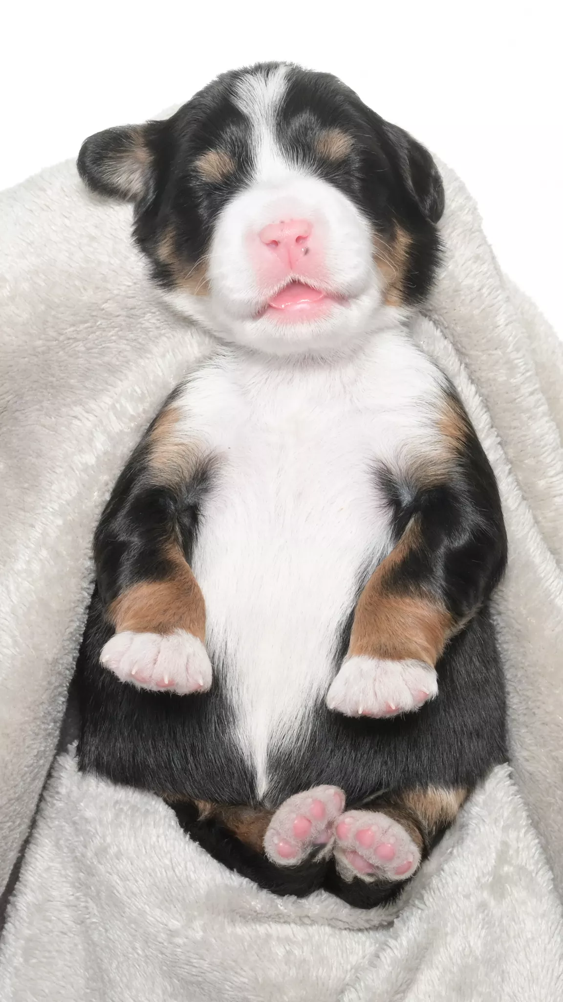 Greta – Female #2