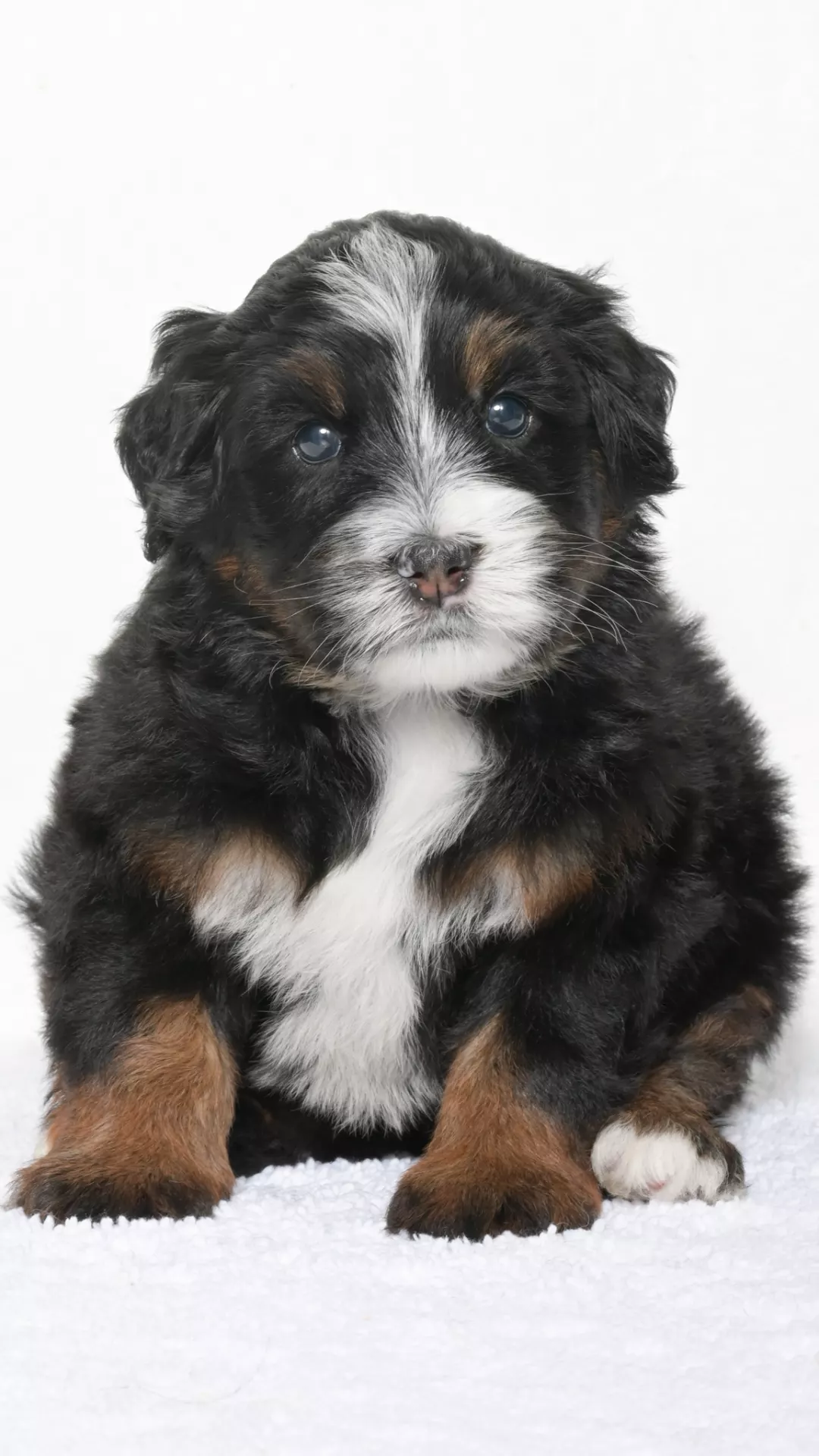 Greta – Female #3