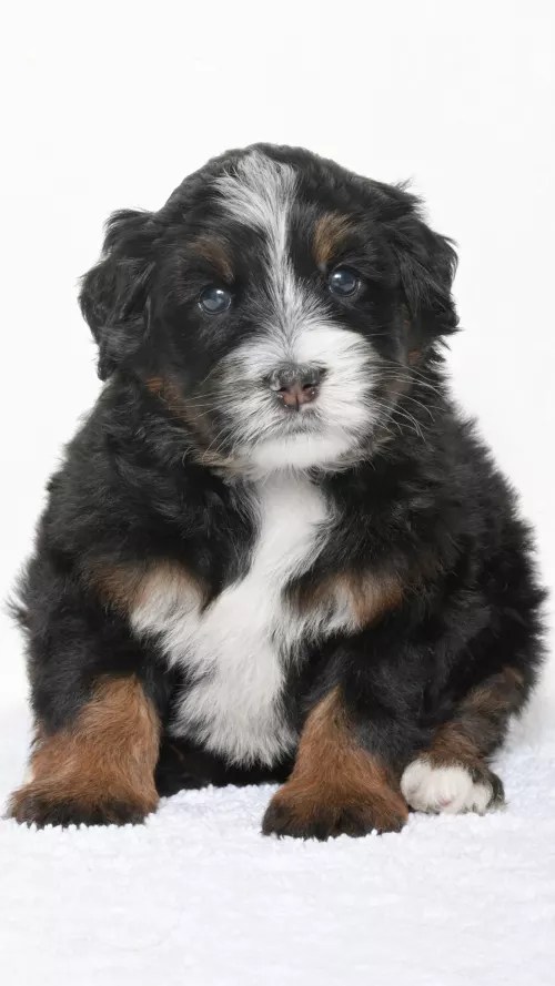 Greta – Female #3