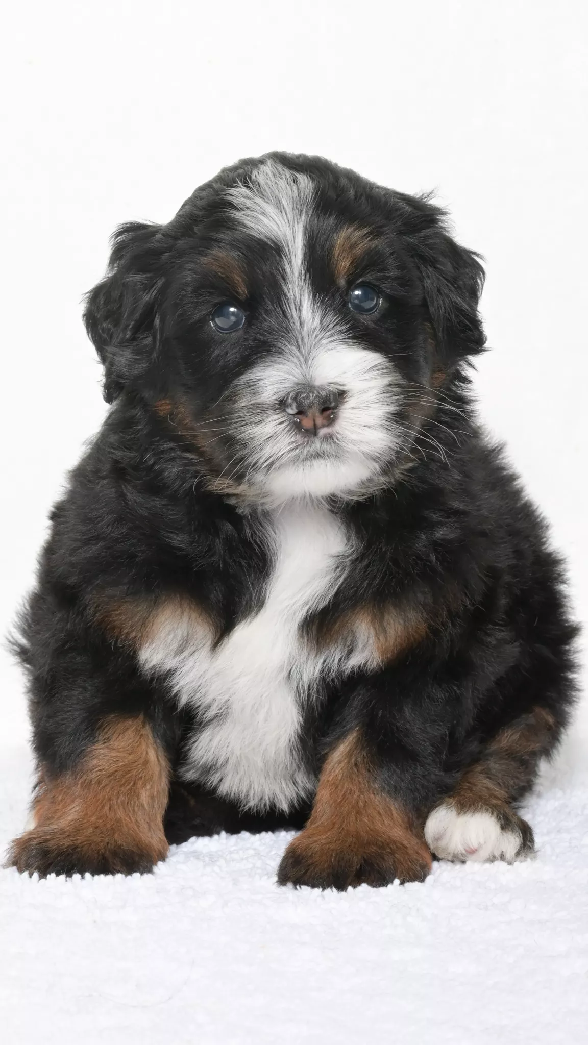Greta – Female #3