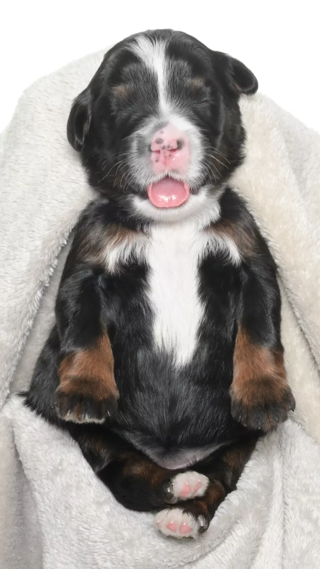 Greta – Male #3