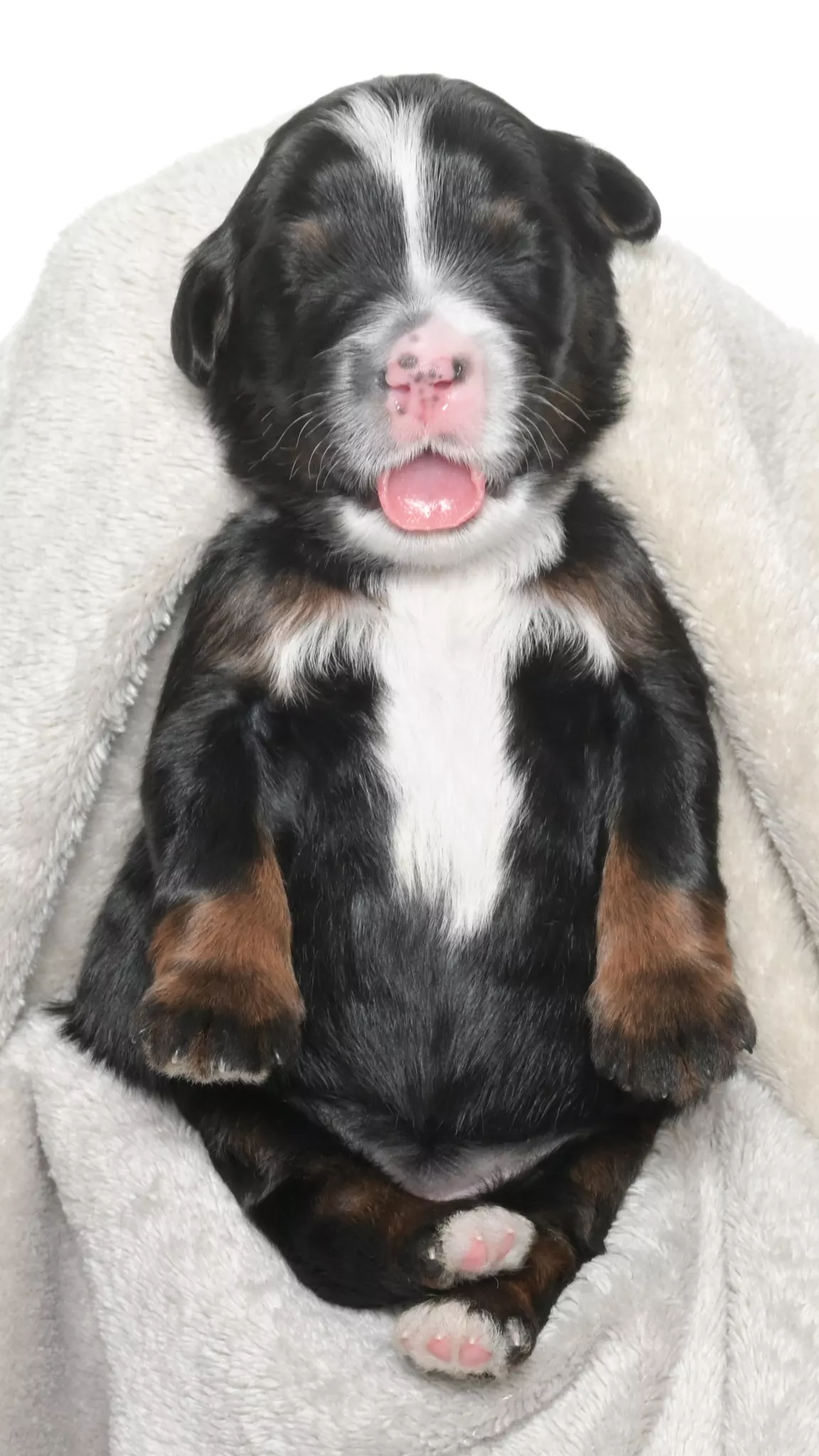 Greta – Female #3