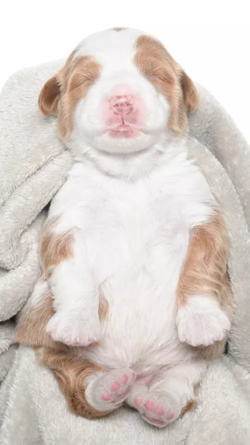 Greta – Female #4