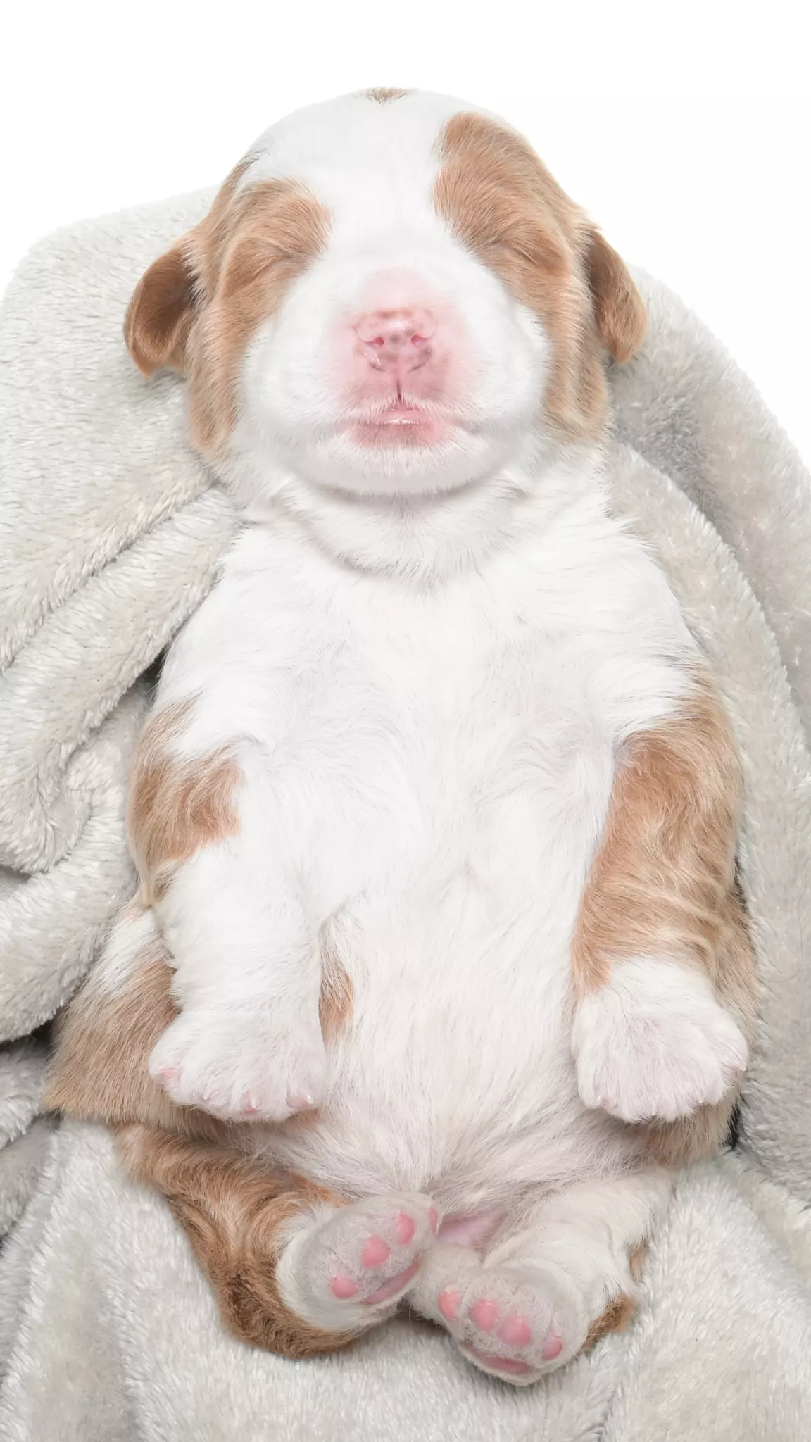 Greta – Female #4
