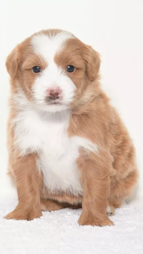 Greta – Female # 5
