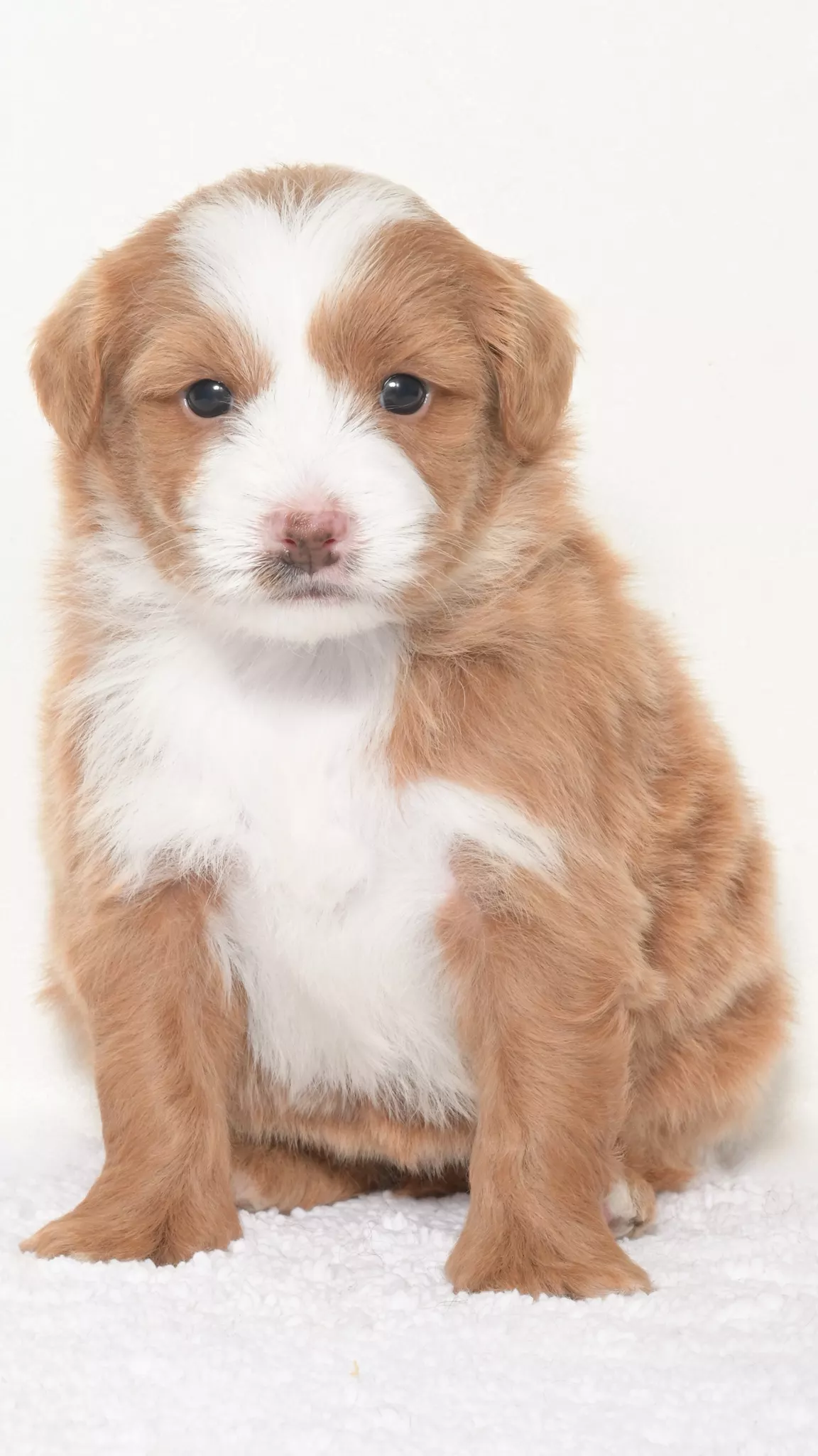 Greta – Female # 5