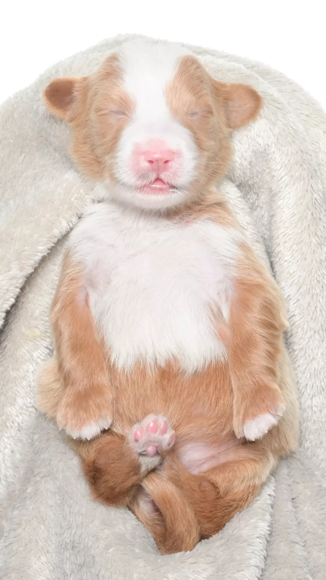 Greta – Female # 5