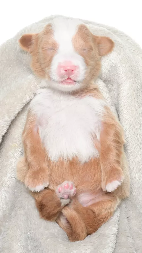 Greta – Female # 5