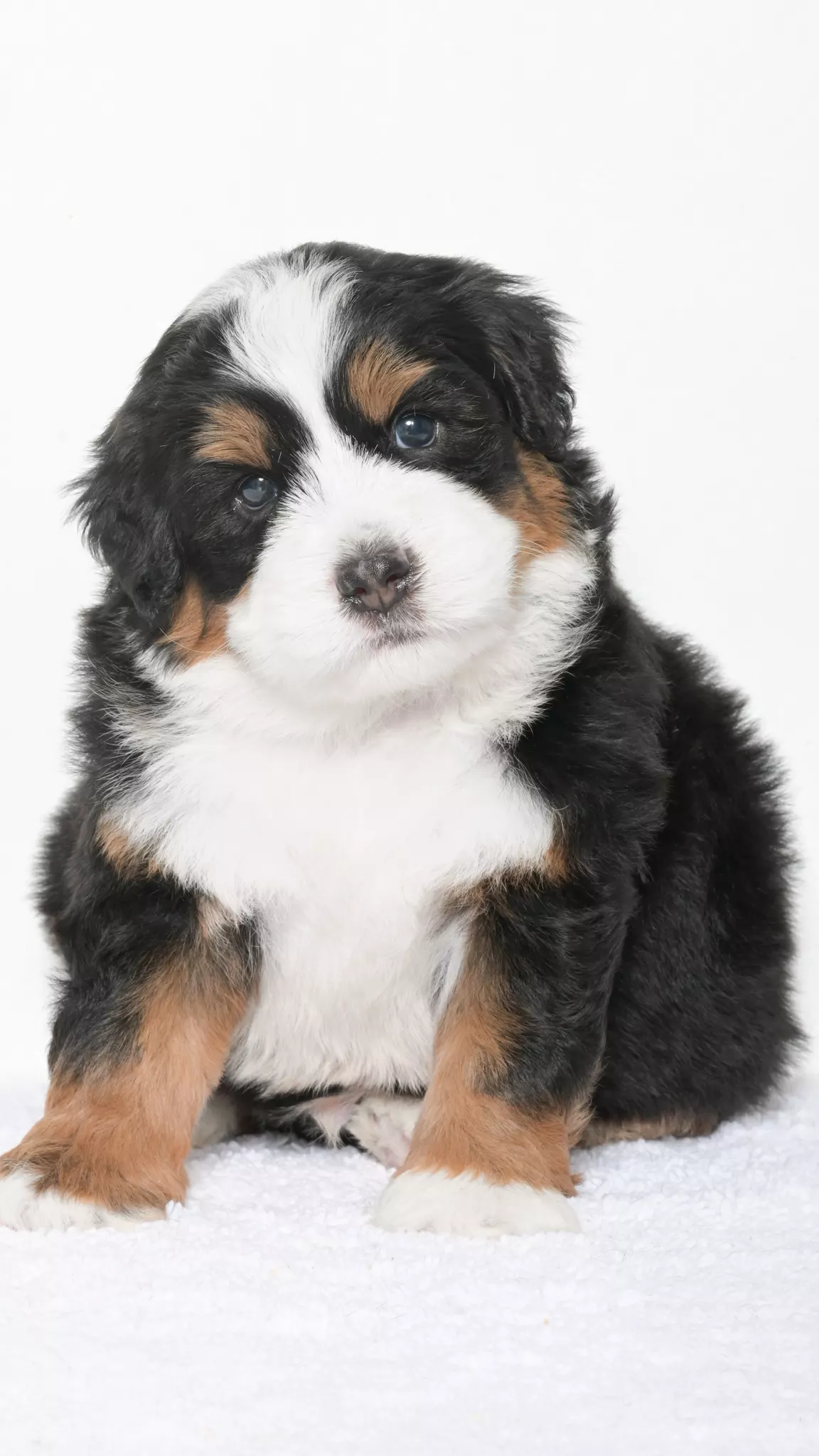 Greta – Male #1