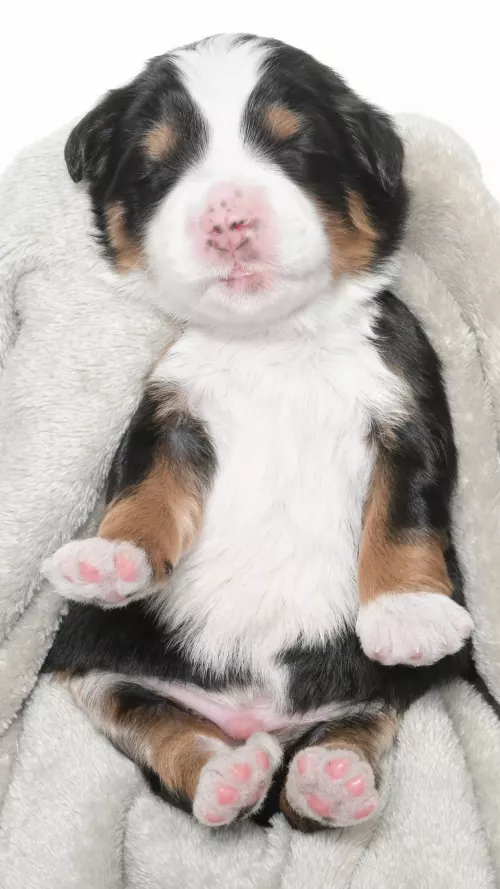 Greta – Male #1