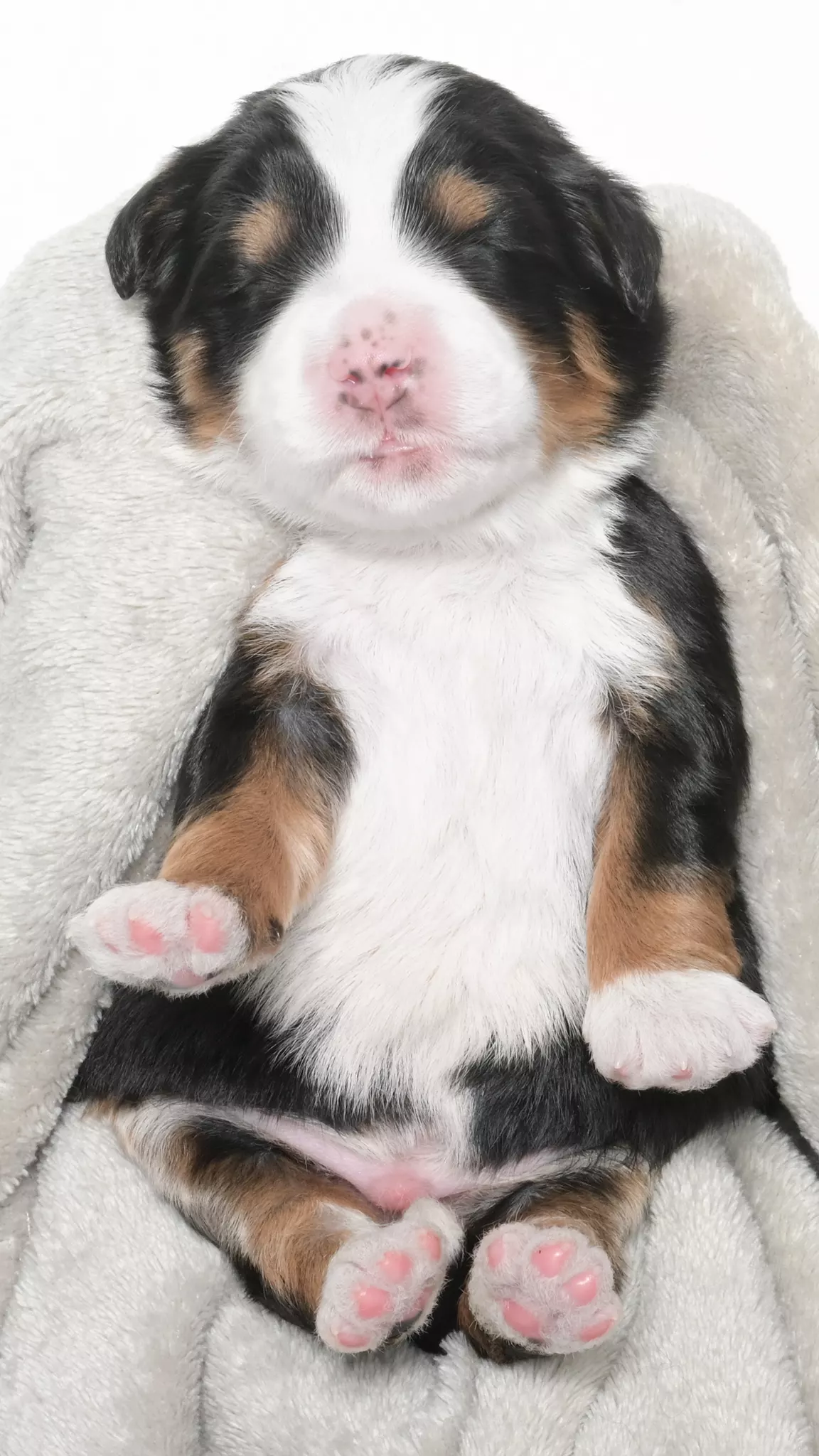 Greta – Male #1