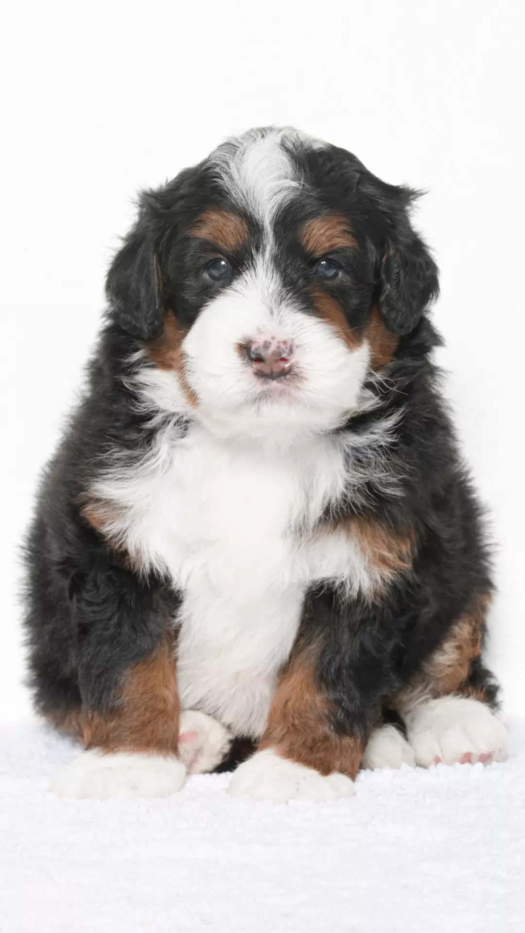 Greta – Male #2