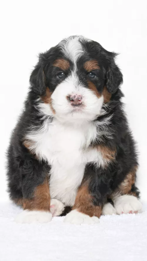 Greta – Male #2
