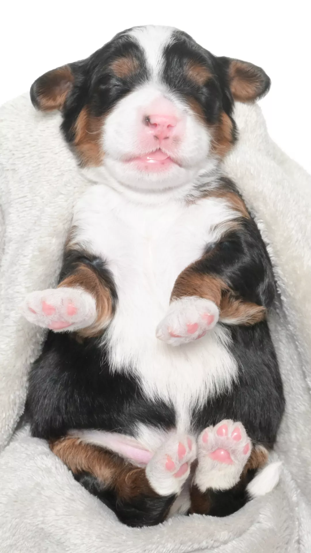 Greta – Male #2