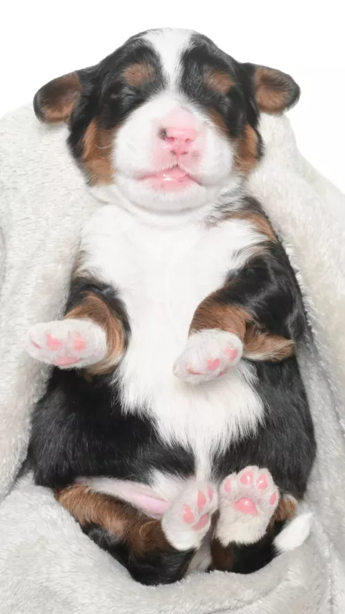 Greta – Male #2