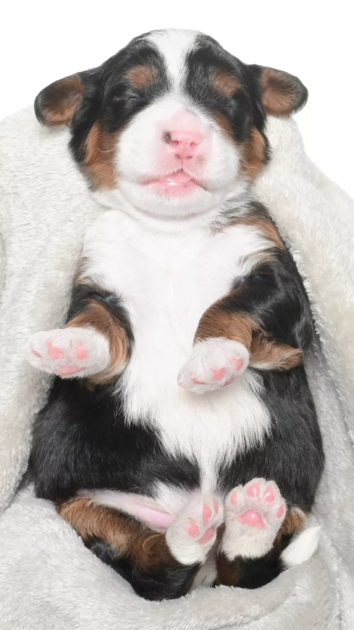 Greta – Male #2